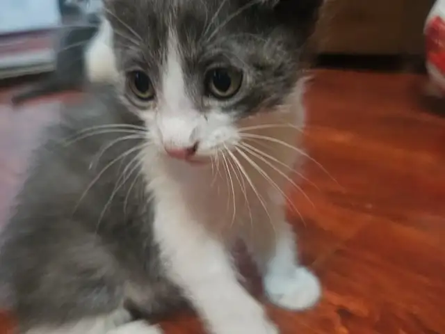 Кошечка, Хуҷанд