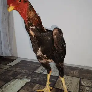 Чуча дакан, Ҳисор
