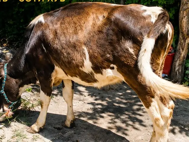 Гусола, Ваҳдат