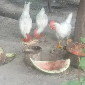 Мурги Японча, Душанбе
