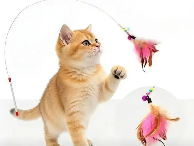 Игрушка для кошек, Душанбе