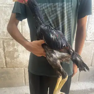 Дакан чуча, Турсунзаде