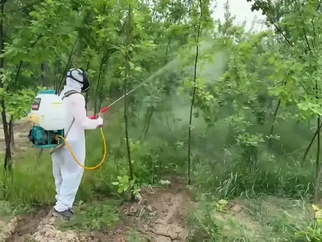 Обработка дерева, Худжанд