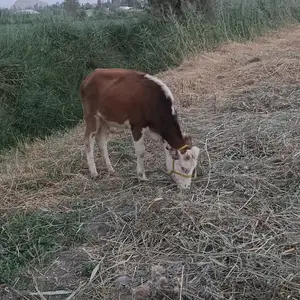 Гуночин, Гиссар