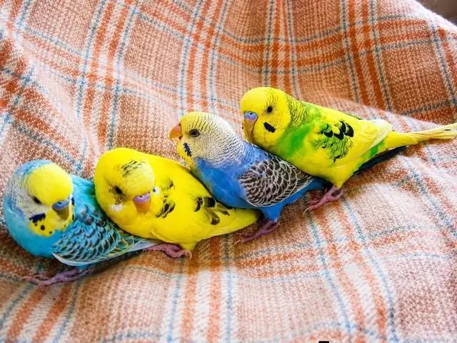 Попугай, Душанбе