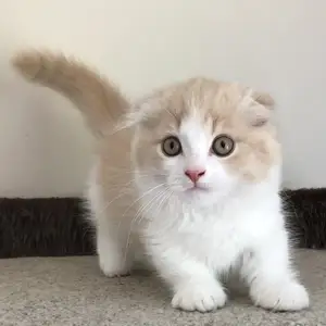Шотландский вислоухий котёнок, Душанбе