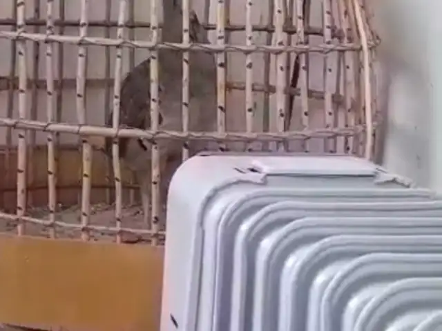 Кабк, Душанбе