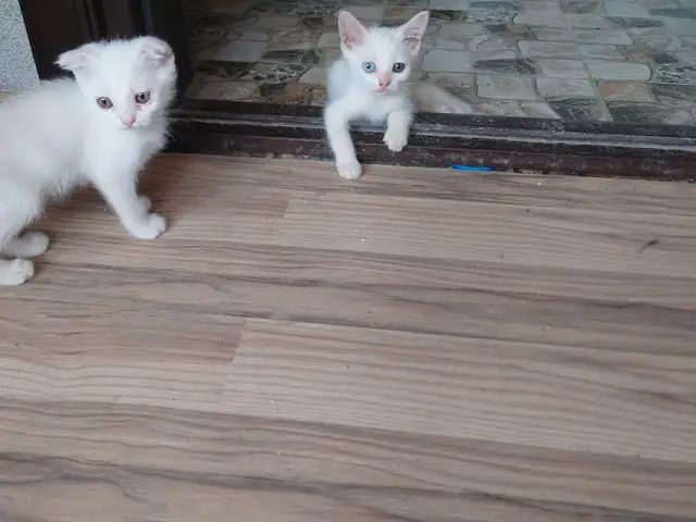 Шотландский котёнок, Худжанд