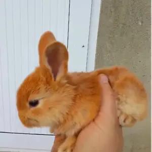 Харгушча, Душанбе