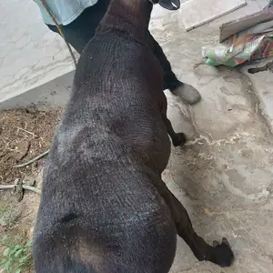 Гусфанд, Худжанд