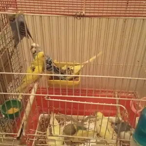 Попугай, Душанбе