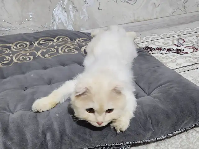 Шотландский кот, Душанбе