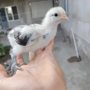 Чуча, Худжанд