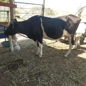 Модагов, Хуҷанд