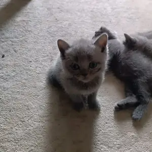 Шотландские котята, Душанбе
