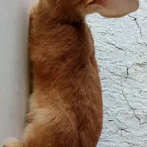 Кролик Бургуни нар 9км, Душанбе