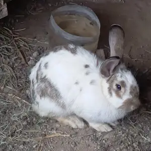 Харгуш, Душанбе