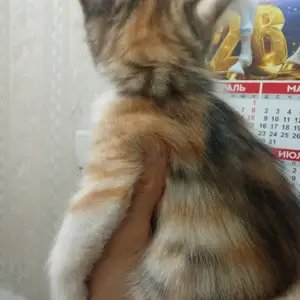 Котенок даром, Хуҷанд
