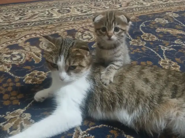 Вислоухие кошки, Хуҷанд - 3