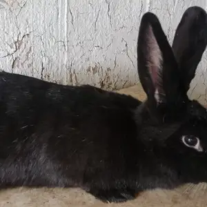 Харгуши бугуз 9км, Душанбе