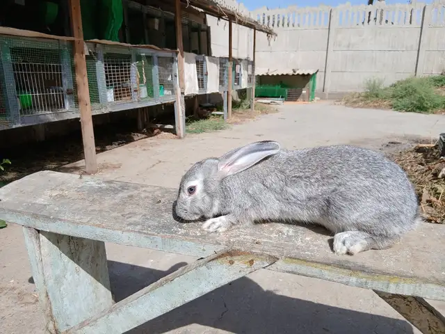 Харгуши Хикол, Шаҳринав