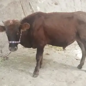 Бкача, Душанбе