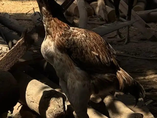Дакан чуҷа, Ҷалолиддин Балхӣ (Румӣ)