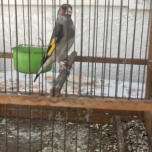 Саъба, Канибадам
