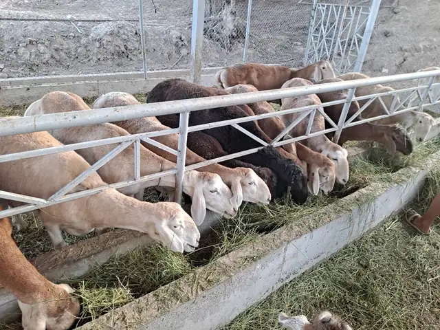 Гусфандони Афгони, Турсунзаде