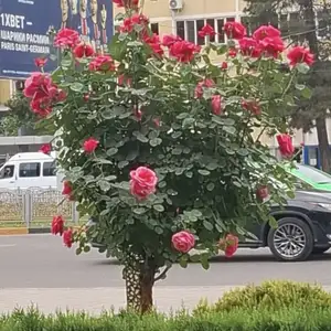 Роза Штампы, Душанбе