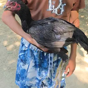 Хурузи дакан, Фархор