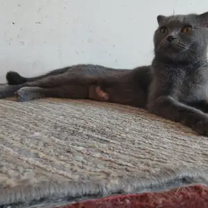 Гурбаи шотландский, Душанбе