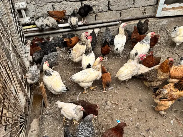 Цыплята, Худжанд