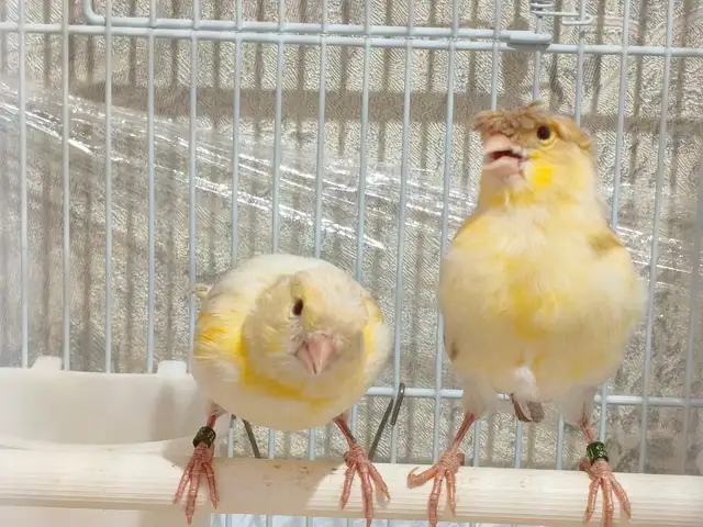 Канарейка Сатинет, Хуҷанд
