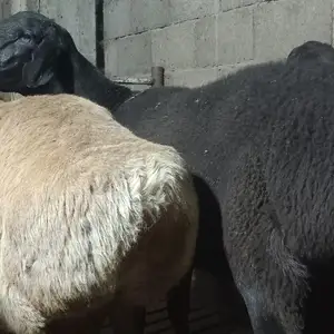 Гӯсфанд, Худжанд