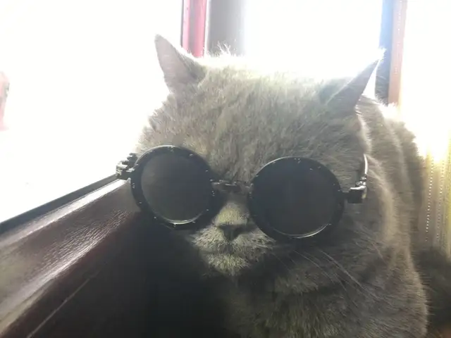 Шотландский Кот, Душанбе