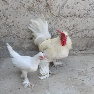 Мурғ, Худжанд
