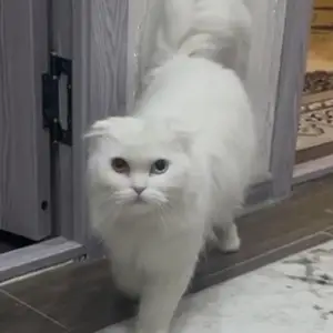Кот Highland Fold шотландская на вязку, Худжанд