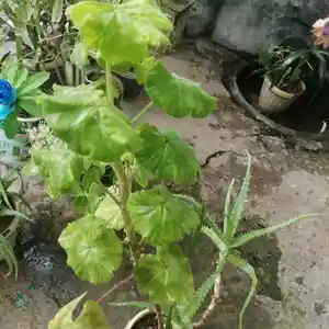 Пеларгония герань, Душанбе