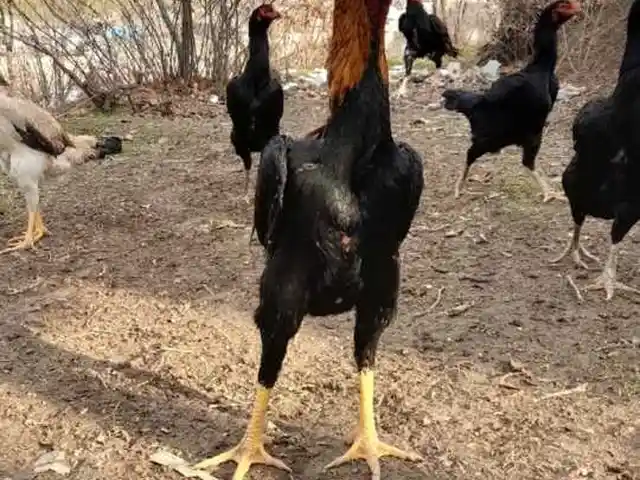 Тухми дакан, Душанбе