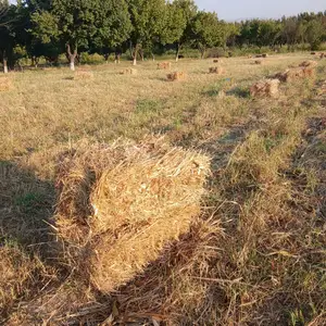Мака прес, Гулистон (Кайраккум)