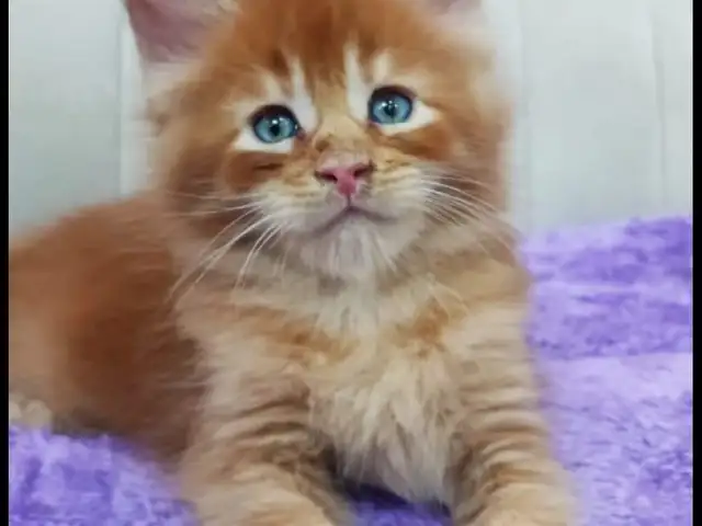 Котята Мейн-кун, Душанбе