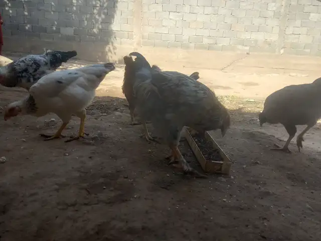 Мурги рябушка, Турсунзаде