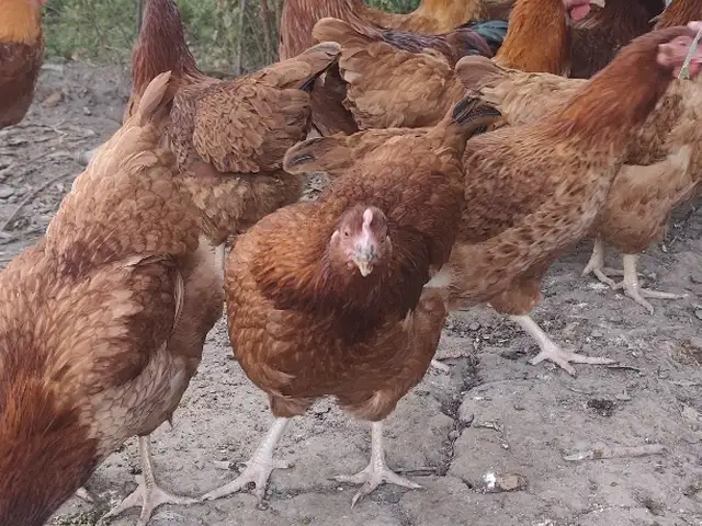 Тухми ломан браун, Ҳисор