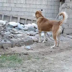 Алабай, Варзоб