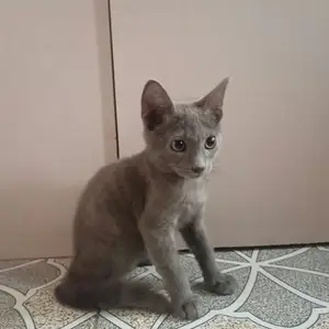 Шотландская кошка, Душанбе