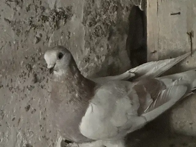Кафтар, Душанбе