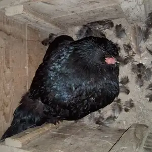 Мурги курк, Худжанд