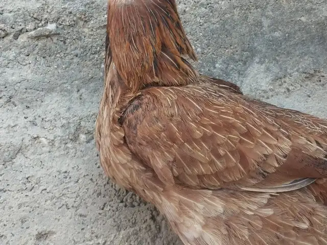Мурги Ломан браун, Худжанд
