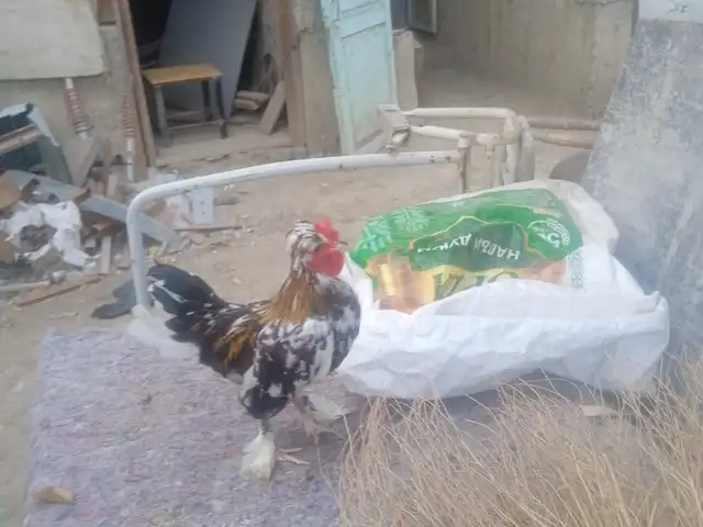 Хуруси японча, Исфара
